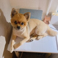 ぽん