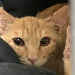 可愛い茶トラの男の子