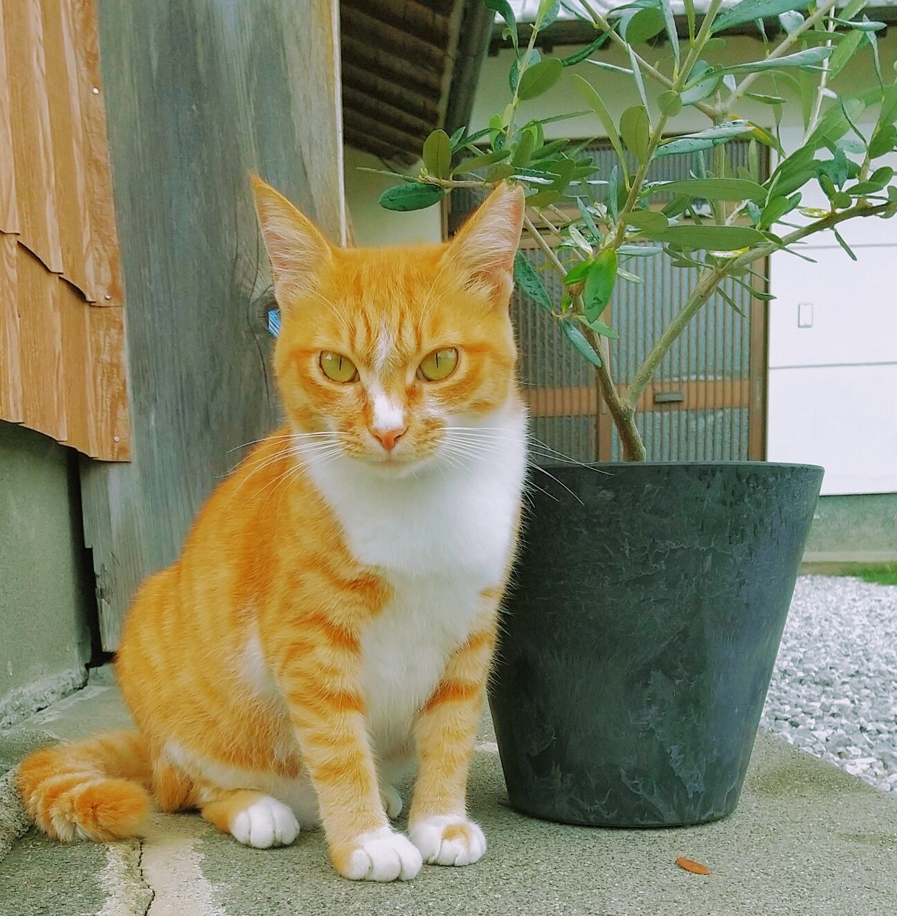 茶トラの美しい猫 高知県 猫の里親募集 3508 ペットのおうち 月間利用者150万人