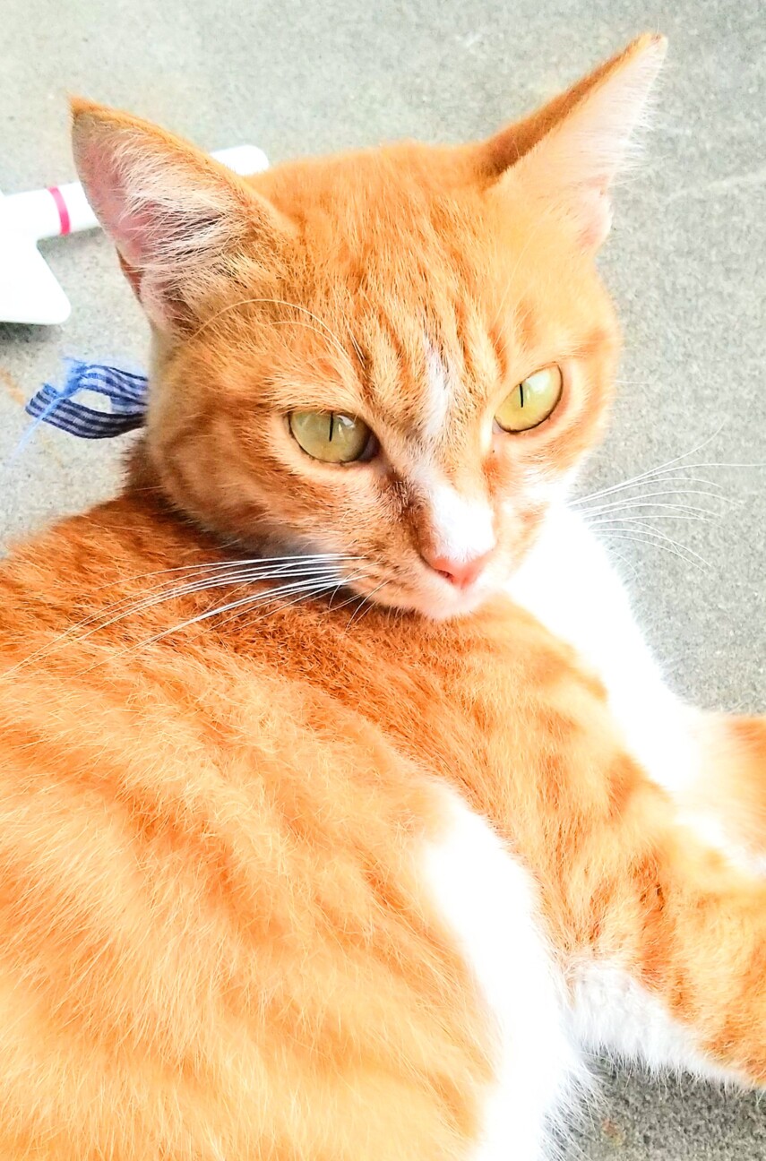 茶トラの美しい猫 高知県 猫の里親募集 3508 ペットのおうち 月間利用者150万人