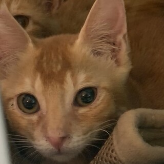 可愛い茶トラの男の子