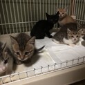 生後4週間程の子猫たち( *´꒳`*)