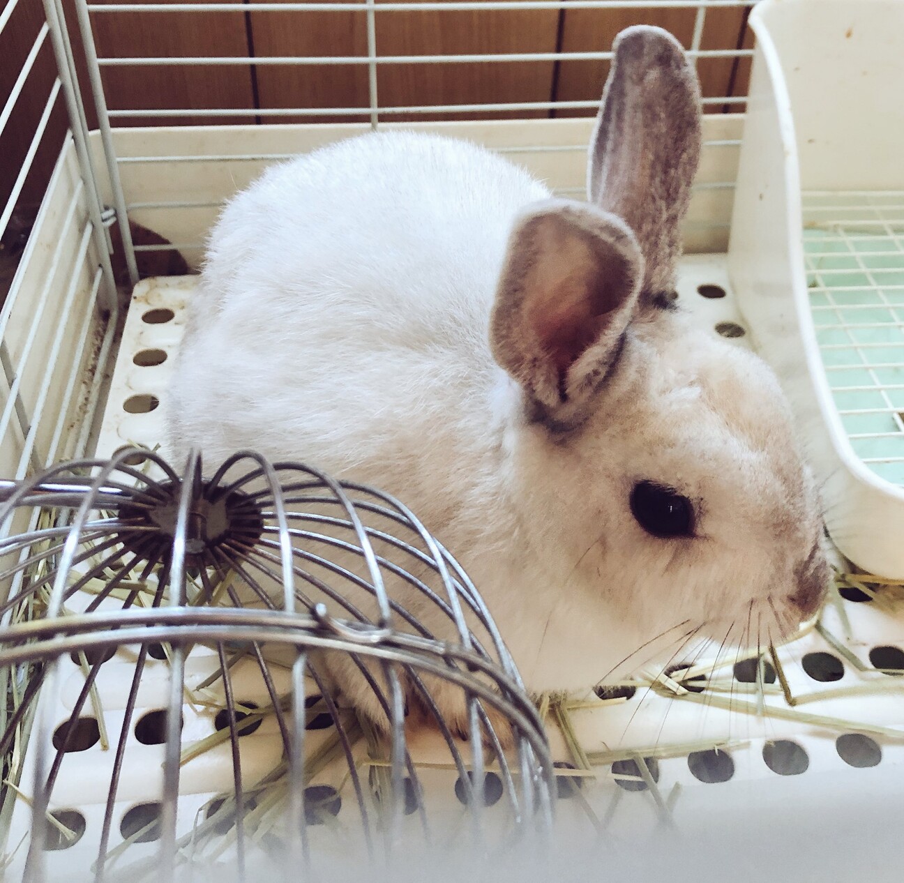 交渉中 ミニうさぎ 3歳 広島県 小動物の里親募集 ペットのおうち 月間利用者150万人