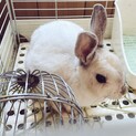 【交渉中】ミニうさぎ♀3歳