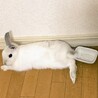 【交渉中】ミニうさぎ♀3歳 サムネイル2