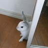 【交渉中】ミニうさぎ♀3歳 サムネイル3