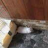 【交渉中】ミニうさぎ♀3歳 サムネイル6