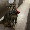 【代理募集】じつは甘えん坊のわさびちゃん