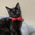 【代理募集】超甘えん坊のミロちゃん