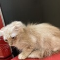 子猫　里親募集