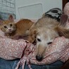 【代理募集】やんちゃ甘えん坊のワサビ君 サムネイル3