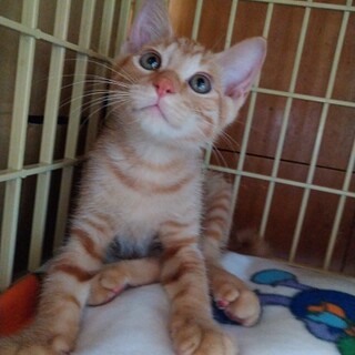 グリーンがかった神秘的な瞳の甘えんぼ子猫