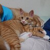 【代理募集】やんちゃ甘えん坊のワサビ君 サムネイル4