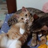 【代理募集】やんちゃ甘えん坊のワサビ君 サムネイル5