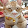 【代理募集】やんちゃ甘えん坊のワサビ君 サムネイル6