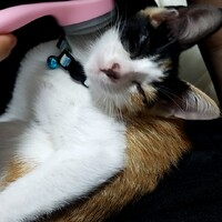 まっちゃ