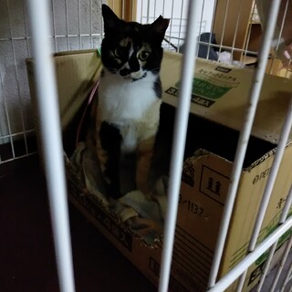 三毛猫めいちゃん1ヶ月のトライアル中。