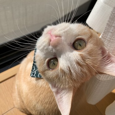 こんにちわ