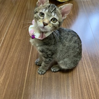 生後約3ヶ月　甘えん坊な女の子