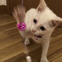 可愛い慣れ慣れ白猫3ヶ月