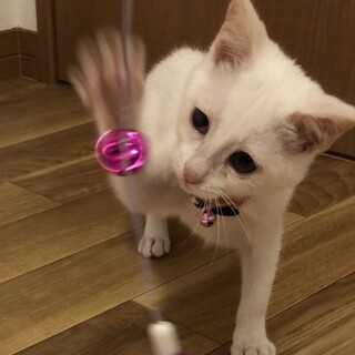 可愛い慣れ慣れ白猫3ヶ月