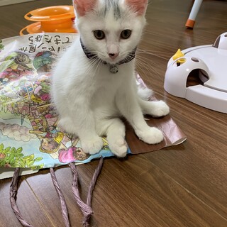 生後約3ヶ月　マイペースで甘えん坊の男の子