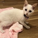 慣れ慣れ天使の子猫3ヶ月