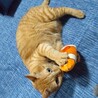 猫のももさん