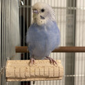 今年6月生まれのセキセイインコです。