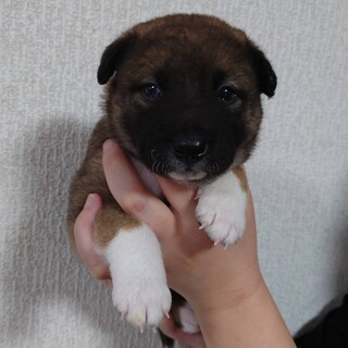 かわいい生後3〜4週目の子犬里親募集(代理投稿)