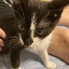 やんちゃな白黒の男の子　てんてん君