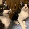 やんちゃな白黒の男の子　てんてん君