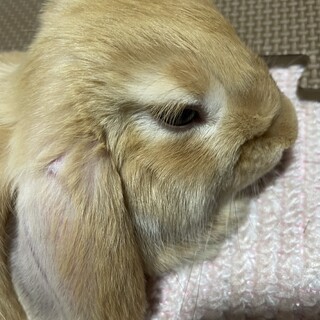 里親決まりました。 ロップイヤー