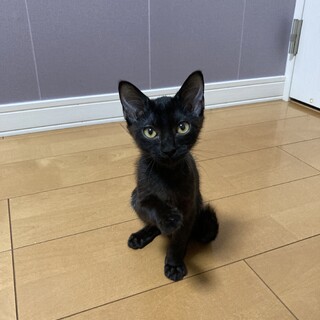 他の猫ちゃんのことが大好きな、のん君❣️