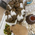 ハムスター赤ちゃん