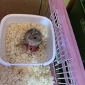 ジャンガリアンハムスターの赤ちゃん