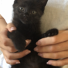黒猫　里親募集 サムネイル5
