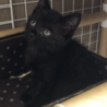 黒猫　里親募集 サムネイル6