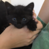 黒猫　里親募集 サムネイル7