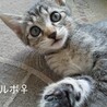 人も猫も好き。慣れ慣れ子猫♀ サムネイル2