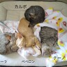 人も猫も好き。慣れ慣れ子猫♀ サムネイル3