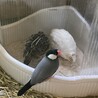 と　び