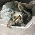 ちんまりキジトラ子猫のぐう様★