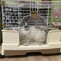 ミニレッキスの人懐っこい子です
