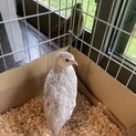 【ありがとうございました】並うずら　生後６週