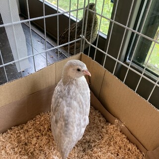 【ありがとうございました】並うずら　生後６週