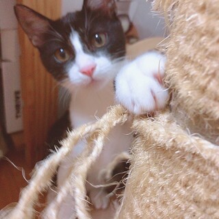 わんぱく4ヶ月黒白♂[カイト]君