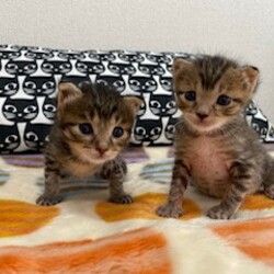 ハッピーライフ譲渡会 サムネイル3