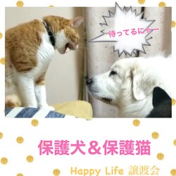 ハッピーライフ譲渡会 サムネイル2