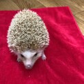 ハリネズミのメスの募集です。